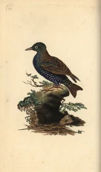 Estorninho vulgar, Sturnus vulgaris. Placa de cobre colorida à mão, desenhada e gravada por Edward Donovan a partir de sua própria "Natural History of British Birds", Londres.