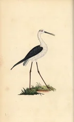 Um pernil comum, Himantopus himantopus. Placa de cobre colorida à mão, desenhada e gravada por Edward Donovan a partir de sua própria "Natural History of British Birds", Londres.
