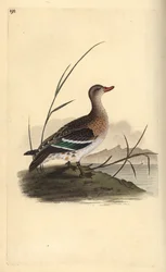 Marreco comum, Anas crecca, fêmea. Placa de cobre colorida à mão, desenhada e gravada por Edward Donovan a partir de sua própria "Natural History of British Birds", Londres.
