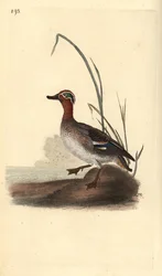 Marreco comum, Anas crecca, macho. Placa de cobre colorida à mão, desenhada e gravada por Edward Donovan a partir de sua própria "Natural History of British Birds", Londres.