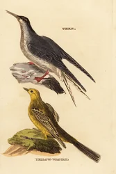Andorinha-do-mar comum, Sterna hirundo, e rabo-de-cavalo amarelo, Motacilla flava