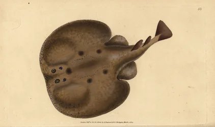 Torpedo comum ou raio elétrico com olhos, torpedo Raja. Placa de cobre colorida à mão desenhada e gravada por Edward Donovan a partir de sua História Natural dos Peixes Britânicos, Donovan e F.C. e J. Rivington, Londres.