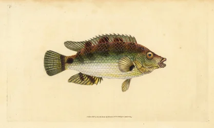 Corkwing wrasse, Symphodus melops (Goldfinny, Labrus cornubius). Placa de cobre colorida à mão, desenhada e gravada por Edward Donovan a partir de sua História Natural dos Peixes Britânicos, Donovan e F.C. e J. Rivington, Londres.
