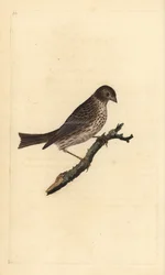 Corn bunting, Miliaria calandra. Placa de cobre colorida à mão, desenhada e gravada por Edward Donovan a partir de sua própria "Natural History of British Birds", Londres.