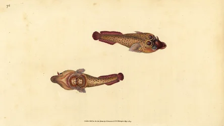 Ventosa da Cornualha, Lepadogaster purpurea (Ventosa ocelada, Cyclopterus ocellatus). Placa de cobre colorida à mão, desenhada e gravada por Edward Donovan a partir de sua História Natural dos Peixes Britânicos, Donovan e F.C. e J. Rivington, Londres.