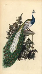 Pavão Crested, Pavo cristatus, índio ou azul, Pavo cristatus. Placa de cobre colorida à mão desenhada e gravada por Edward Donovan a partir de sua própria "Natural History of British Birds", Londres.