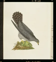 Cuco de "A História dos Pássaros Britânicos", 1799