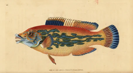 Cuckoo wrasse, Labrus mixtus (Striped wrasse, Labrus variegatus). Placa de cobre colorida à mão desenhada e gravada por Edward Donovan a partir de sua História Natural dos Peixes Britânicos, Donovan e F.C. e J. Rivington, Londres.
