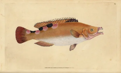 Cuckoo wrasse, Labrus mixtus (Trimaculated wrasse, Labrus trimaculatus). Placa de cobre colorida à mão desenhada e gravada por Edward Donovan a partir de sua História Natural dos Peixes Britânicos, Donovan e F.C. e J. Rivington, Londres.