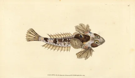 Dragonet, Callionymus lyra (Dragonete sórdido, Callionymus dracunculus). Placa de cobre colorida à mão desenhada e gravada por Edward Donovan a partir de sua História Natural dos Peixes Britânicos, Donovan e F.C. e J. Rivington, Londres.