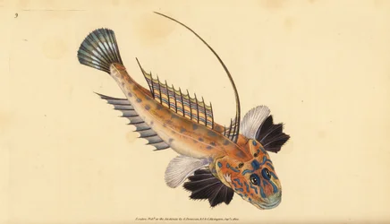 Dragonete ou dragonete precioso, Callionymus lyra. Placa de cobre colorida à mão, desenhada e gravada por Edward Donovan a partir de sua História Natural dos Peixes Britânicos, Donovan e F.C. e J. Rivington, Londres.