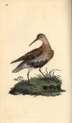 Dunlin, Calidris Alpina. Placa de cobre colorida à mão, desenhada e gravada por Edward Donovan a partir de sua própria "Natural History of British Birds", Londres.