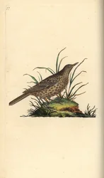 Cotovia escura, Pinarocorys nigricans. Placa de cobre colorida à mão desenhada e gravada por Edward Donovan a partir de sua própria "Natural History of British Birds", Londres