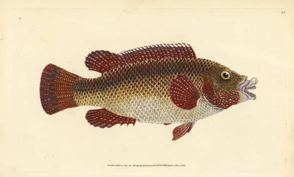 Bodião-pavão do Atlântico oriental, Symphodus tinca (bodião antigo ou velha mulher, Labrus tinca). Gravura em cobre colorida à mão, desenhada e gravada por Edward Donovan da sua Natural History of British Fishes, Donovan e F.C. e J. Rivington, Londres