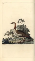 Ganso egípcio, Alopochen aegyptiacus. Placa de cobre colorida à mão, desenhada e gravada por Edward Donovan a partir de sua própria "Natural History of British Birds", Londres.