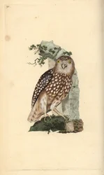 Coruja-pigmeu eurasiática, Glaucidium passerinum. Placa de cobre colorida à mão, desenhada e gravada por Edward Donovan a partir de sua própria "Natural History of British Birds", Londres.