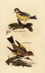 Mama azul eurasiática, Cyanistes caeruleus, e o pintassilgo europeu, Carduelis carduelis