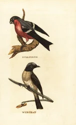 Touro eurasiático, pírrula pyrrhula, e whinchat, rubetra saxicola