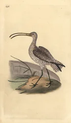 Cachaço eurasiano, Numenius arquata. Placa de cobre colorida à mão desenhada e gravada por Edward Donovan a partir de sua própria "Natural History of British Birds", Londres