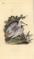 Galinhola-eurasiática de patas brancas, Scolopax rusticola. Gravura em cobre colorida à mão, desenhada e gravada por Edward Donovan da sua própria „Natural History of British Birds“, Londres