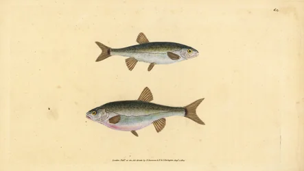 Eurasian minnow, Phoxinus phoxinus (Minow, Cyprinus phoxinus). Placa de cobre colorida à mão desenhada e gravada por Edward Donovan da sua História Natural dos Peixes Britânicos, Donovan e F.C. e J. Rivington, Londres.