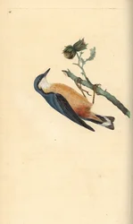 Eurasian nuthatch, Sitta europaea, numa aveleira, Corylus avellana. Placa de cobre colorida à mão, desenhada e gravada por Edward Donovan a partir de sua própria "Natural History of British Birds", Londres.