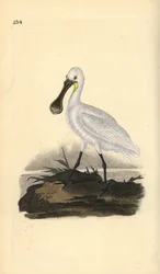 Eurasiano ou colhereiro comum, Platalea leucorodia. Placa de cobre colorida à mão, desenhada e gravada por Edward Donovan a partir de sua própria "Natural History of British Birds", Londres.