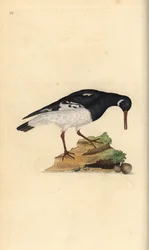 Ostracultor eurasiano, Haematopus ostralegus. Placa de cobre colorida à mão desenhada e gravada por Edward Donovan a partir de sua própria "Natural History of British Birds", Londres.