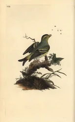 Eurasian siskin, Carduelis spinus. Placa de cobre colorida à mão, desenhada e gravada por Edward Donovan a partir de sua própria "Natural History of British Birds", Londres.