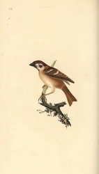 Pardal de árvores eurasiático, Plier montanus. Placa de cobre colorida à mão desenhada e gravada por Edward Donovan a partir de sua própria "Natural History of British Birds", Londres.