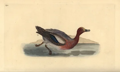 O pombo eurasiano, Anas penelope. Placa de cobre colorida à mão, desenhada e gravada por Edward Donovan a partir de sua própria "Natural History of British Birds", Londres.