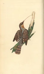 Eurasian wryneck, Jynx torquilla. Placa de cobre colorida à mão, desenhada e gravada por Edward Donovan a partir de sua própria "Natural History of British Birds", Londres.