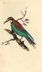 Comedor de abelhas europeu, Merops apiaster. Placa de cobre colorida à mão desenhada e gravada por Edward Donovan a partir da sua própria "História Natural das Aves Britânicas" (1794-1819). Edward Donovan (1768-1837) foi um zoólogo amador anglo-irlandês, e