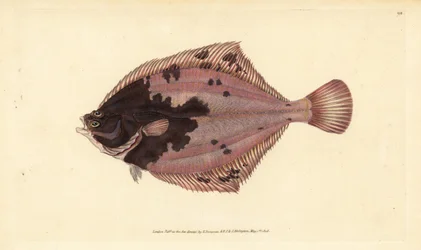 Solha europeia, Platichthys flesus (Flounder, Pleuronectes flesus). Placa de cobre colorida à mão, desenhada e gravada por Edward Donovan da sua História Natural dos Peixes Britânicos, Donovan e F.C. e J. Rivington, Londres.