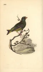 Greenfinch europeu, Carduelis chloris. Placa de cobre colorida à mão, desenhada e gravada por Edward Donovan a partir de sua própria "Natural History of British Birds", Londres