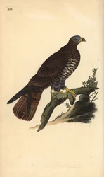 Abutre de mel europeu, Pernis apivorus. Placa de cobre colorida à mão, desenhada e gravada por Edward Donovan a partir de sua própria "Natural History of British Birds", Londres