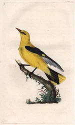 Loriot europeia. Oriolus oriolus (Oriolus galbula). Gravura em cobre de Edward Donovan (1768-1837), publicada na Histoire naturelle des oiseaux britanniques, Londres.