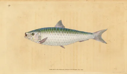 Pilchard europeu, Sardina pilchardus (Pilchard, Clupea pilchardus). Placa de cobre colorida à mão desenhada e gravada por Edward Donovan a partir de sua História Natural dos Peixes Britânicos, Donovan e F.C. e J. Rivington, Londres.