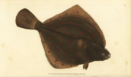 Placas de pleuronectes europeias. Placa de cobre colorida à mão desenhada e gravada por Edward Donovan a partir de sua História Natural dos Peixes Britânicos, Donovan e F.C. e J. Rivington, Londres.