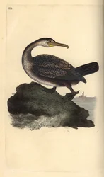 Corvo-marinho-de-crista, Phalacrocorax aristotelis. Gravura em cobre colorida à mão, desenhada e gravada por Edward Donovan, do seu próprio livro «Natural History of British Birds», Londres