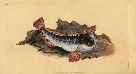 Pai lasher ou escorpião marinho, Myoxocephalus scorpius (Cottus scorpius). Placa de cobre colorida à mão desenhada e gravada por Edward Donovan a partir de sua História Natural dos Peixes Britânicos, Donovan e F.C. e J. Rivington, Londres.