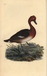 Pato Ferruginous, Aythya nyroca. Placa de cobre colorida à mão desenhada e gravada por Edward Donovan a partir de sua própria "História Natural das Aves Britânicas" (1794-1819). Edward Donovan (1768-1837) foi um zoólogo amador anglo-irlandês, escritor, art