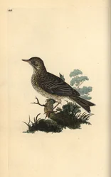Cotovia, Alauda minor (ou Tree pipit, Anthus trivialis?). Placa de cobre colorida à mão desenhada e gravada por Edward Donovan a partir de sua própria "Natural History of British Birds", Londres