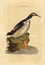 Guillemot idiota, Uria aalge