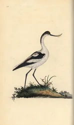 Avocet do pé, Recurvirostra avocetta. Placa de cobre colorida à mão, desenhada e gravada por Edward Donovan a partir de sua própria "Natural History of British Birds", Londres.