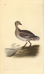 Gadwall (feminino), Anas strepera. Placa de cobre colorida à mão, desenhada e gravada por Edward Donovan a partir de sua própria "Natural History of British Birds", Londres.