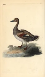 Gadwall (macho), Anas strepera. Placa de cobre colorida à mão, desenhada e gravada por Edward Donovan a partir de sua própria "Natural History of British Birds", Londres.