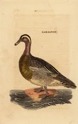 Garganey, Spatula querquedula, pequeno pato