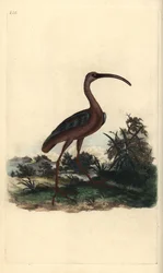 Íbis brilhante, Plegadis falcinellus. Placa de cobre colorida à mão desenhada e gravada por Edward Donovan a partir de sua própria "Natural History of British Birds", Londres.