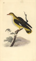 Oriole dourado (feminino), Oriolus oriolus. Placa de cobre colorida à mão desenhada e gravada por Edward Donovan a partir de sua própria "Natural History of British Birds", Londres.
